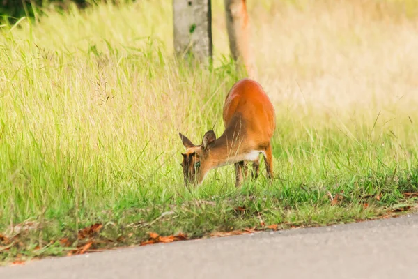 Barking Deer Muntiacus Vaginalis Pequeno Veado Comedor Folhas Que Prefere — Fotografia de Stock