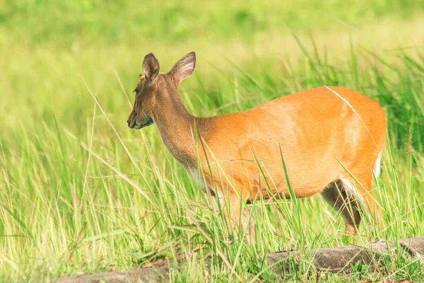 Barking Deer 是一种食叶的小鹿 喜欢独居在草丛中 — 图库照片