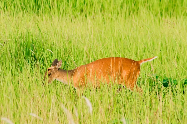 Cerf Écorce Muntiacus Vaginalis Est Petit Cerf Mangeur Feuilles Qui — Photo