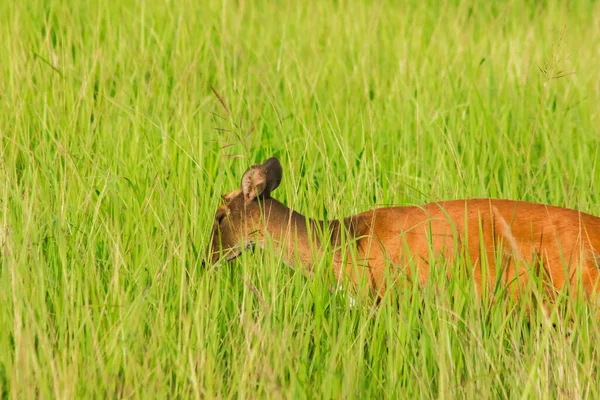 Barking Deer 是一种食叶的小鹿 喜欢独居在草丛中 — 图库照片