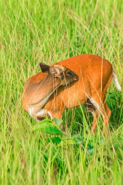 Barking Deer Muntiacus Vaginalis Mały Jeleń Jedzący Liście Który Woli — Zdjęcie stockowe