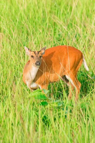 ムニタクス ヴァギナリス Muntiacus Vaginalis 草や森で一人暮らしを好む小さな葉物鹿である — ストック写真