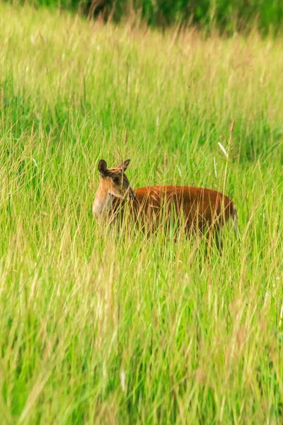 Barking Deer Muntiacus Vaginalis Pequeño Ciervo Come Hojas Que Prefiere — Foto de Stock