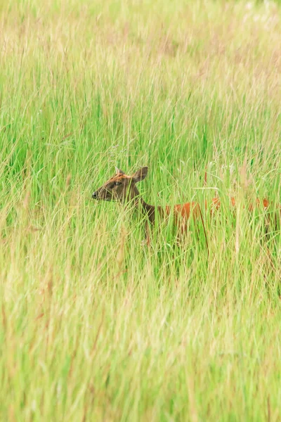 Cerf Écorce Muntiacus Vaginalis Est Petit Cerf Mangeur Feuilles Qui — Photo