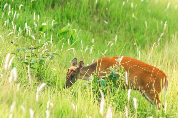Borkenhirsche Muntiacus Vaginalis Sind Kleine Blätterfressende Hirsche Die Vorziehen Allein — Stockfoto