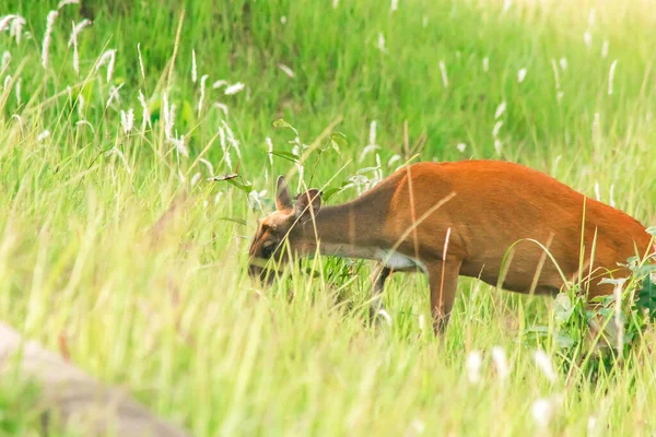 Barking Deer 是一种食叶的小鹿 喜欢独居在草丛中 — 图库照片