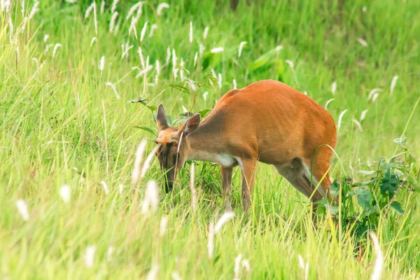 Barking Deer 是一种食叶的小鹿 喜欢独居在草丛中 — 图库照片