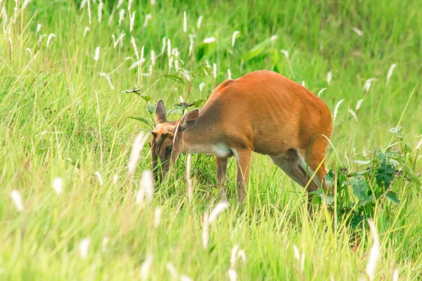 Barking Deer 是一种食叶的小鹿 喜欢独居在草丛中 — 图库照片