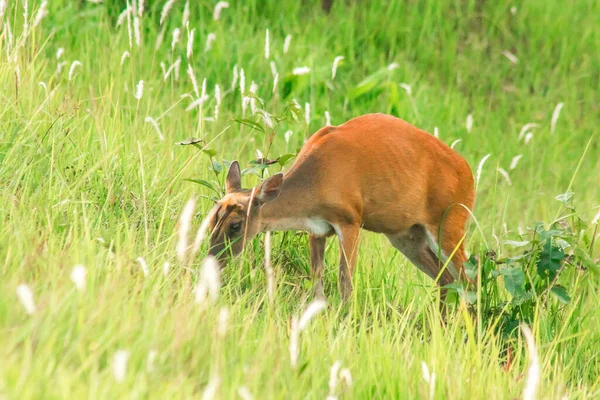 Cerf Écorce Muntiacus Vaginalis Est Petit Cerf Mangeur Feuilles Qui — Photo