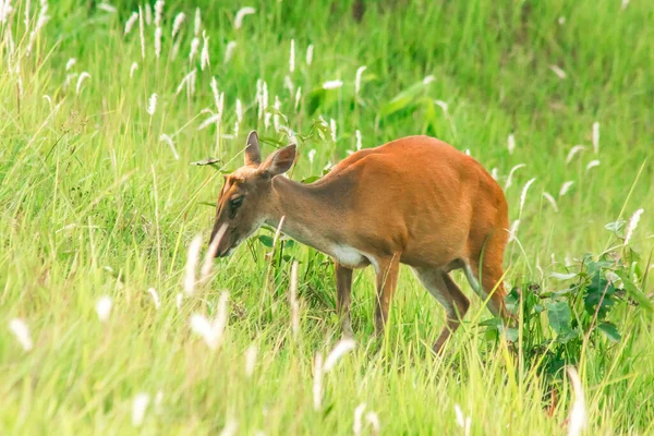 Barking Deer 是一种食叶的小鹿 喜欢独居在草丛中 — 图库照片