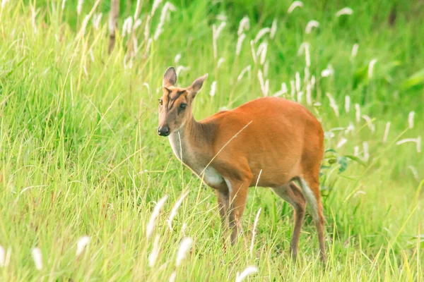 Cerf Écorce Muntiacus Vaginalis Est Petit Cerf Mangeur Feuilles Qui — Photo