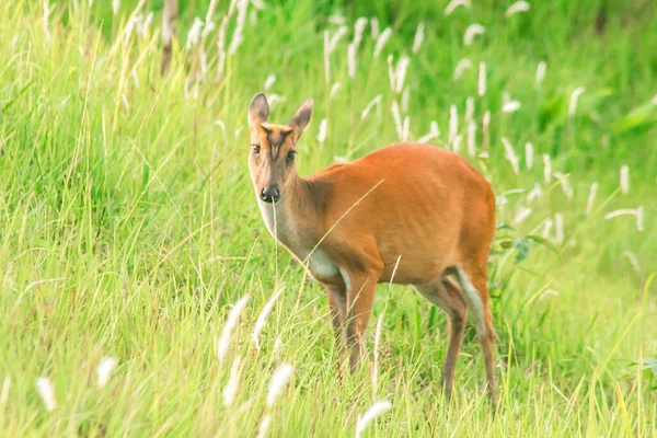 Barking Deer 是一种食叶的小鹿 喜欢独居在草丛中 — 图库照片