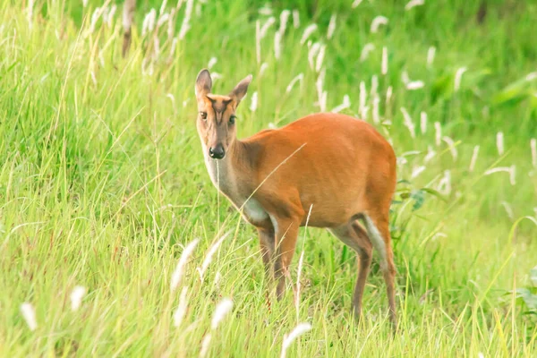 Barking Deer Muntiacus Vaginalis 숲에서 선호하는 사슴이다 — 스톡 사진