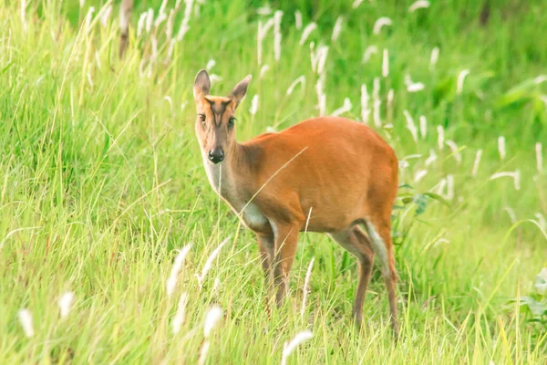 Barking Deer Muntiacus Vaginalis 숲에서 선호하는 사슴이다 — 스톡 사진