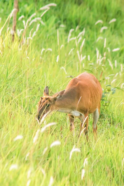 Barking Deer Muntiacus Vaginalis Pequeño Ciervo Come Hojas Que Prefiere —  Fotos de Stock