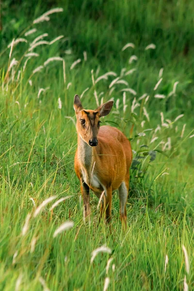 Borkenhirsche Muntiacus Vaginalis Sind Kleine Blätterfressende Hirsche Die Vorziehen Allein — Stockfoto