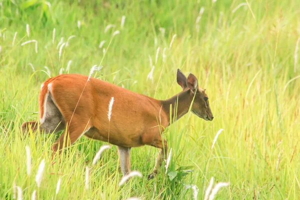 Barking Deer Muntiacus Vaginalis Pequeno Veado Comedor Folhas Que Prefere — Fotografia de Stock