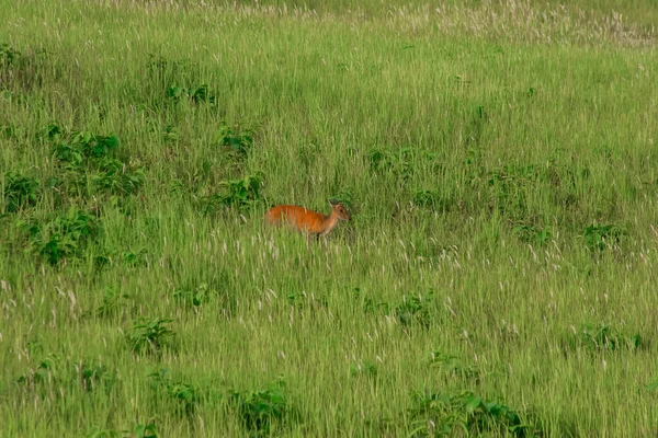 Barking Deer Muntiacus Vaginalis Pequeño Ciervo Come Hojas Que Prefiere —  Fotos de Stock