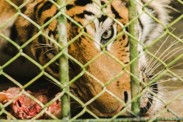 Stor Tiger Spiser Kylling Fængslet Stålbur - Stock-foto