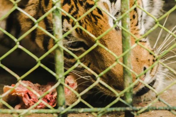 Stor Tiger Spiser Kylling Fængslet Stålbur - Stock-foto