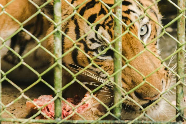 Ein Großer Tiger Frisst Rohes Huhn Eingesperrt Einem Stahlkäfig — Stockfoto