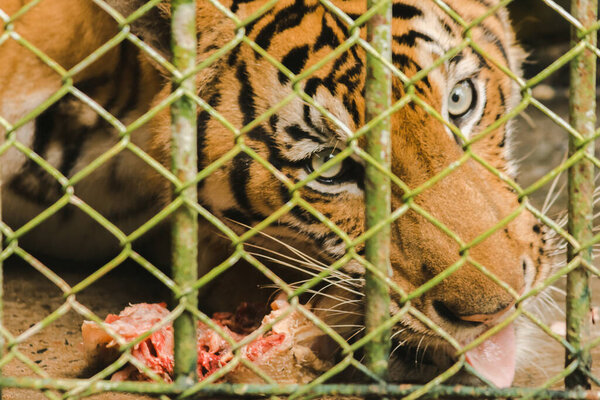 A large tiger eats raw chicken. imprisoned in a steel cage