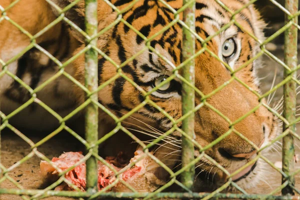 Stor Tiger Spiser Kylling Fængslet Stålbur - Stock-foto