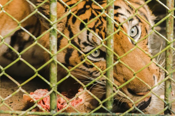 Stor Tiger Spiser Kylling Fængslet Stålbur - Stock-foto