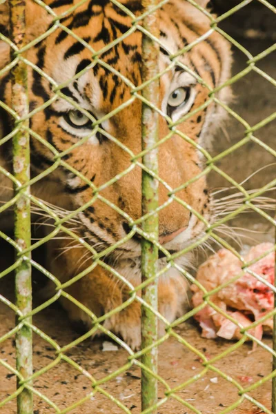 Tigre Grande Come Frango Cru Preso Numa Gaiola Aço — Fotografia de Stock