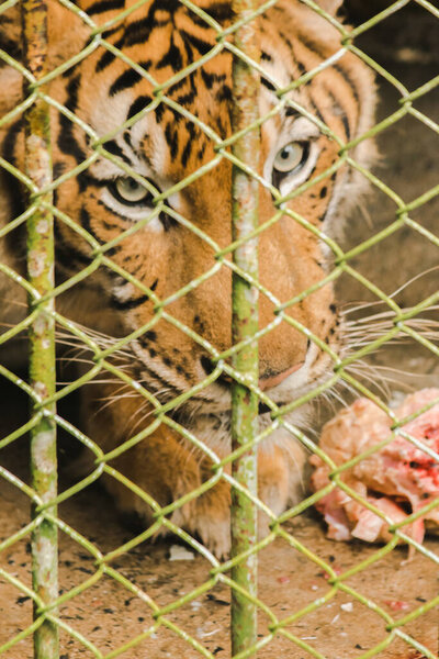 A large tiger eats raw chicken. imprisoned in a steel cage