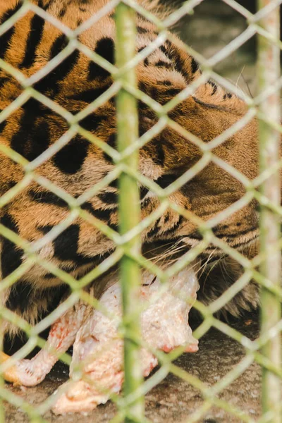 Tigre Grande Come Frango Cru Preso Numa Gaiola Aço — Fotografia de Stock