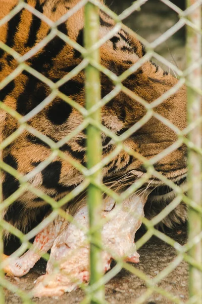 Ein Großer Tiger Frisst Rohes Huhn Eingesperrt Einem Stahlkäfig — Stockfoto
