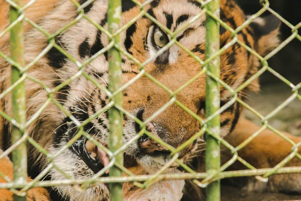 stock image A large tiger eats raw chicken. imprisoned in a steel cage
