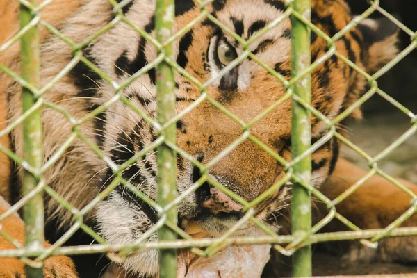Великий Тигр Їсть Сиру Курку Язнений Сталевій Клітці — стокове фото