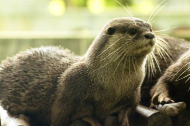 Küçük pençeli su samuru bir memelidir. Suda yaşamak, yemek için sürü halinde yaşamak gibi..