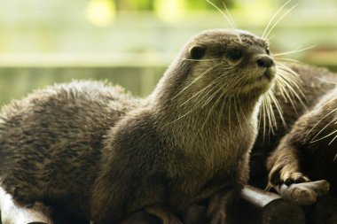Küçük pençeli su samuru bir memelidir. Suda yaşamak, yemek için sürü halinde yaşamak gibi..