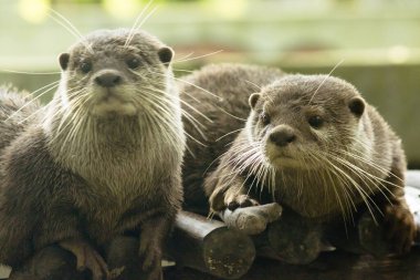 Küçük pençeli su samuru bir memelidir. Suda yaşamak, yemek için sürü halinde yaşamak gibi..