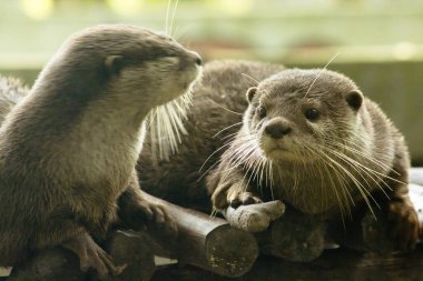 Küçük pençeli su samuru bir memelidir. Suda yaşamak, yemek için sürü halinde yaşamak gibi..
