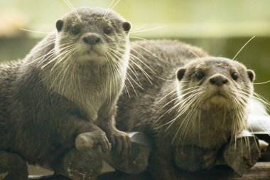 Küçük pençeli su samuru bir memelidir. Suda yaşamak, yemek için sürü halinde yaşamak gibi..