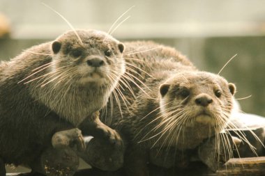 Küçük pençeli su samuru bir memelidir. Suda yaşamak, yemek için sürü halinde yaşamak gibi..
