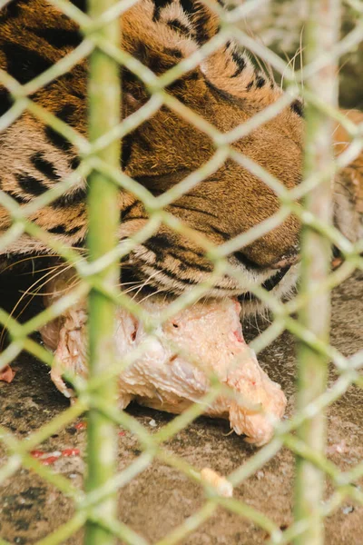 A large tiger eats raw chicken. imprisoned in a steel cage