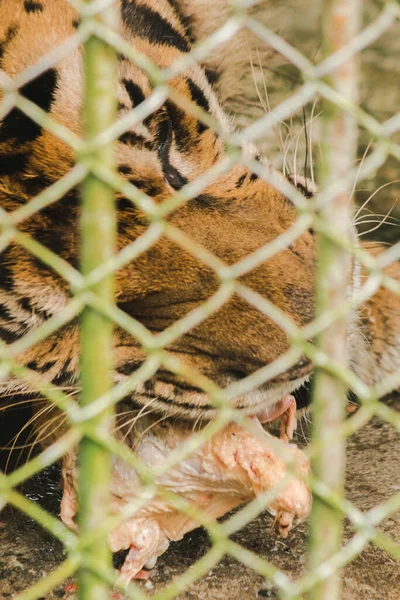 Tigre Grande Come Frango Cru Preso Numa Gaiola Aço — Fotografia de Stock