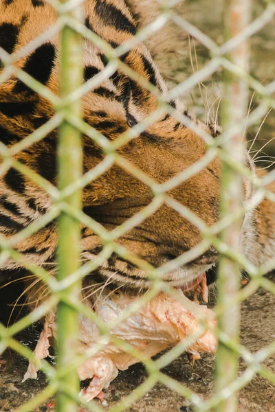 Ein Großer Tiger Frisst Rohes Huhn Eingesperrt Einem Stahlkäfig — Stockfoto