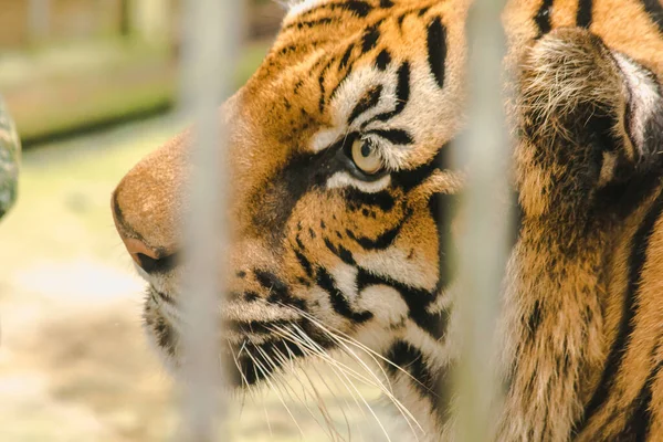 Grande Tigre Bengala Preso Numa Gaiola Ferro — Fotografia de Stock