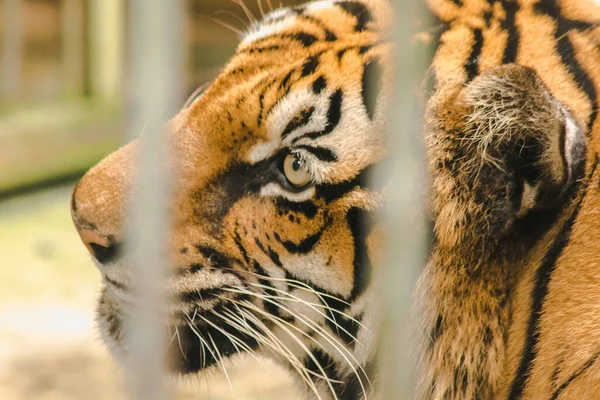 Grande Tigre Bengala Preso Numa Gaiola Ferro — Fotografia de Stock