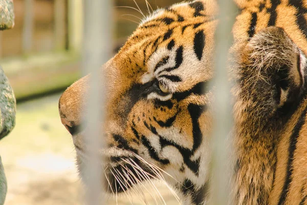 A big Bengal tiger trapped in an iron cage.