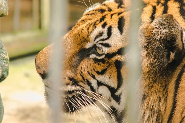 Grande Tigre Bengala Preso Numa Gaiola Ferro — Fotografia de Stock