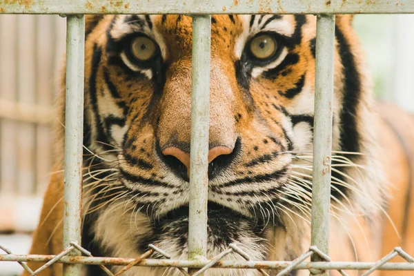 Een Grote Bengaalse Tijger Gevangen Een Ijzeren Kooi — Stockfoto