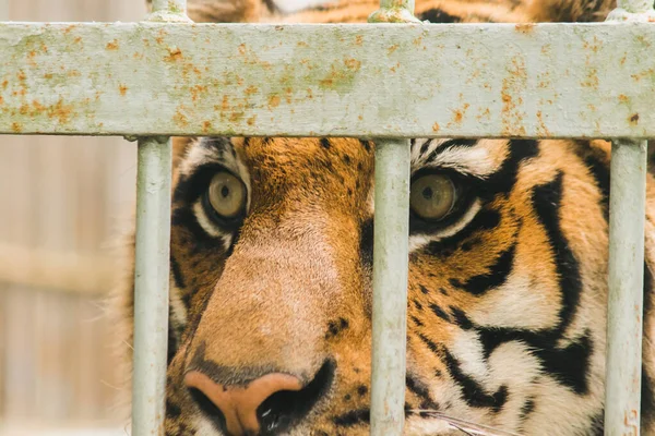 Wielki Tygrys Bengalski Uwięziony Żelaznej Klatce — Zdjęcie stockowe