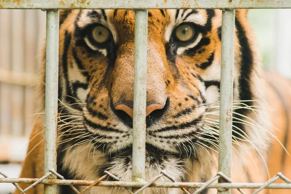A big Bengal tiger trapped in an iron cage.